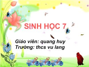 Bài giảng Tiết 21: thực hành quan sát một số thân mềm