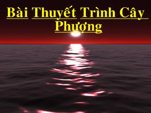 Bài Thuyết Trình Cây Phượng