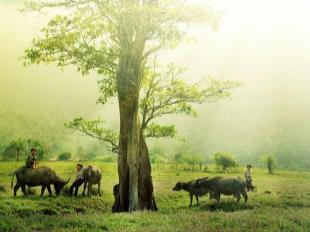 Bài giảng Tập đọc- Cái Bống