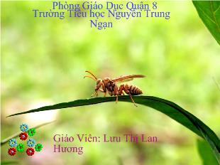 Bài giảng Tập đọc: Hành trình của bầy ong