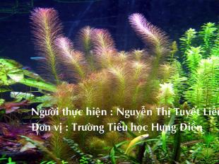 Tự nhiên xã hội 2 - Một số loài cây sống dưới nước