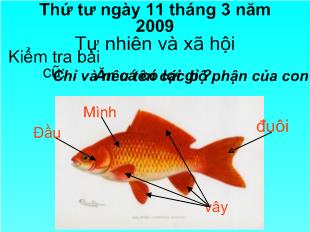 Tự nhiên và xã hội - Bài 26: Con gà