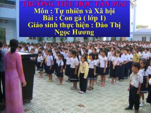 Tự nhiên và xã hội - Bài: Con gà (lớp 1)