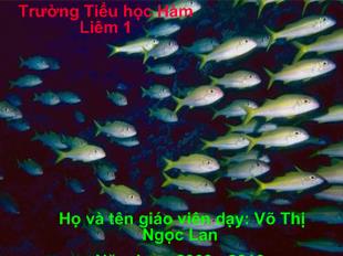 Tự nhiên và xã hội - Con cá