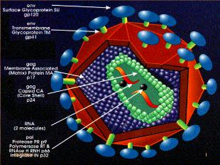 Bài giảng môn Ngữ văn lớp 12: Thông điệp nhân ngày thế giới phòng chống AIDS 1-12-2003 (Cô-phi an-nan)